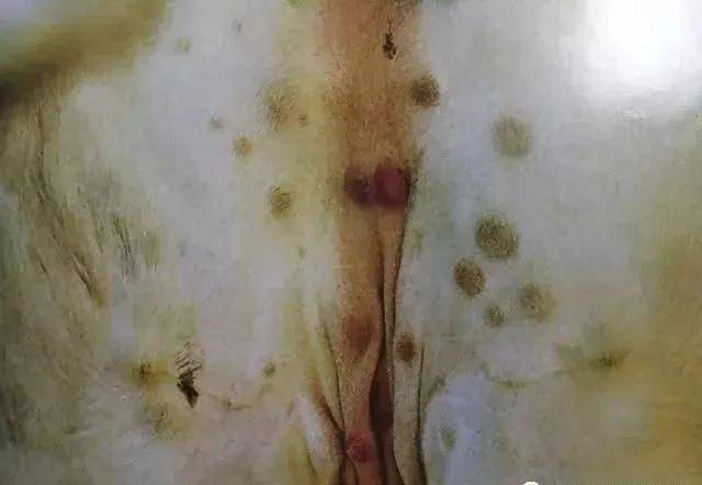 牛结节性皮肤病的鉴别诊断与防控(附:图谱)