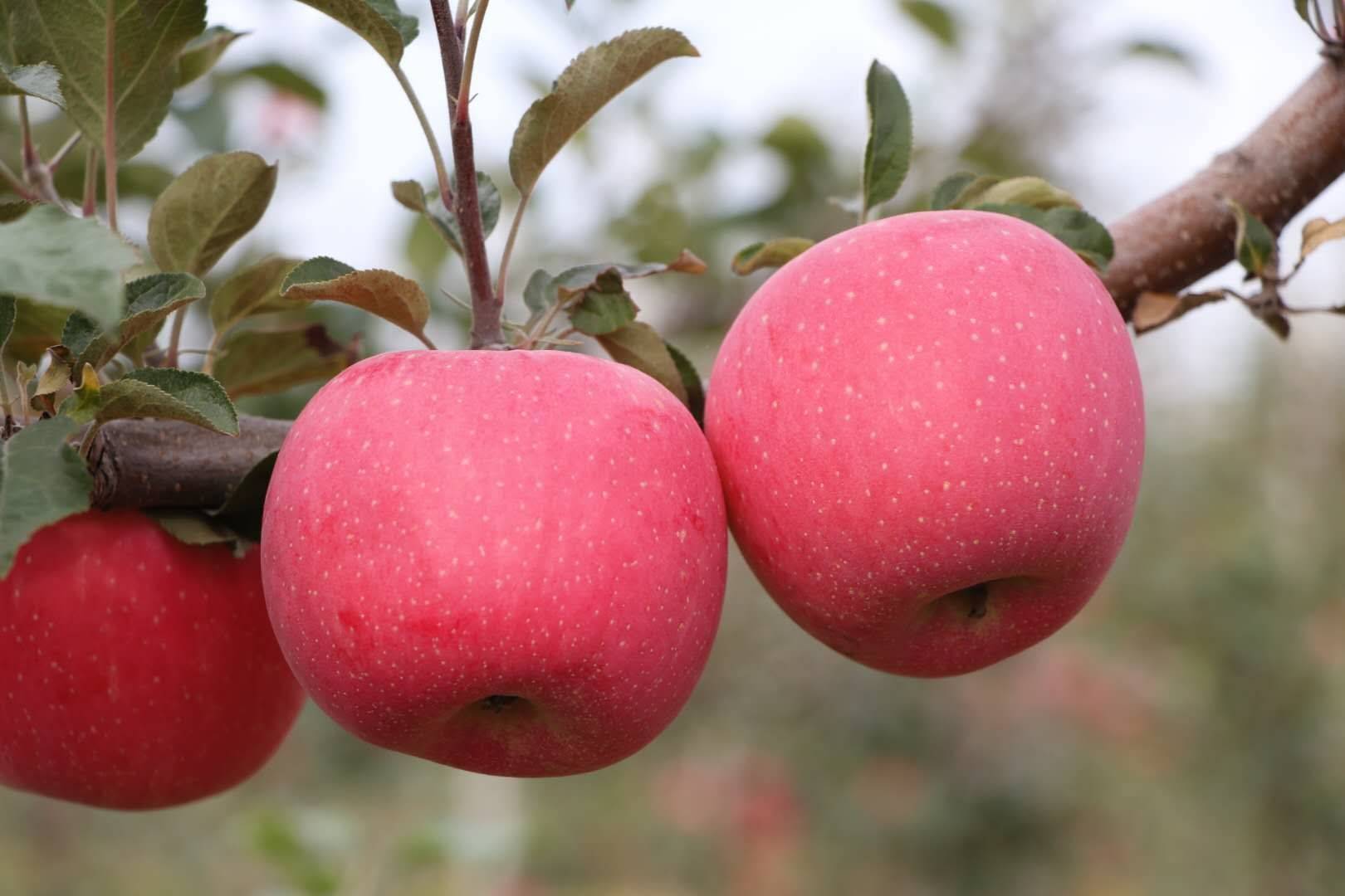 陕西果业|“延安有我一棵苹果树”当个快乐的都市农夫，你愿意认领吗？