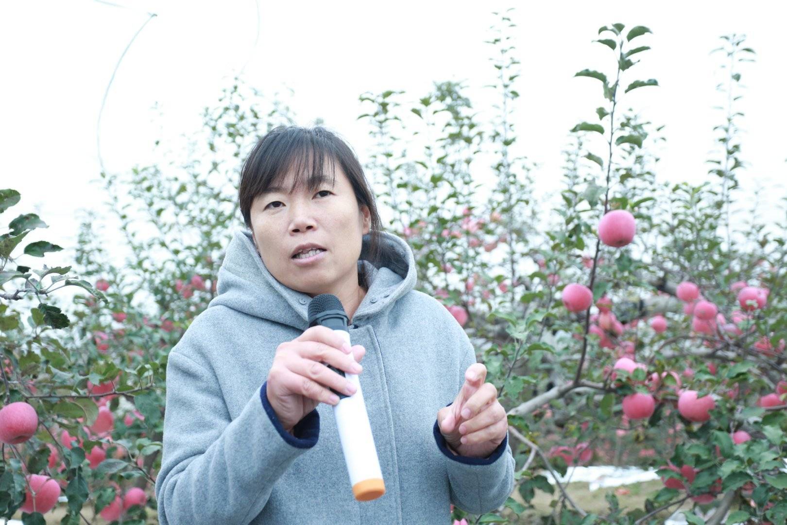 陕西果业|“延安有我一棵苹果树”当个快乐的都市农夫，你愿意认领吗？