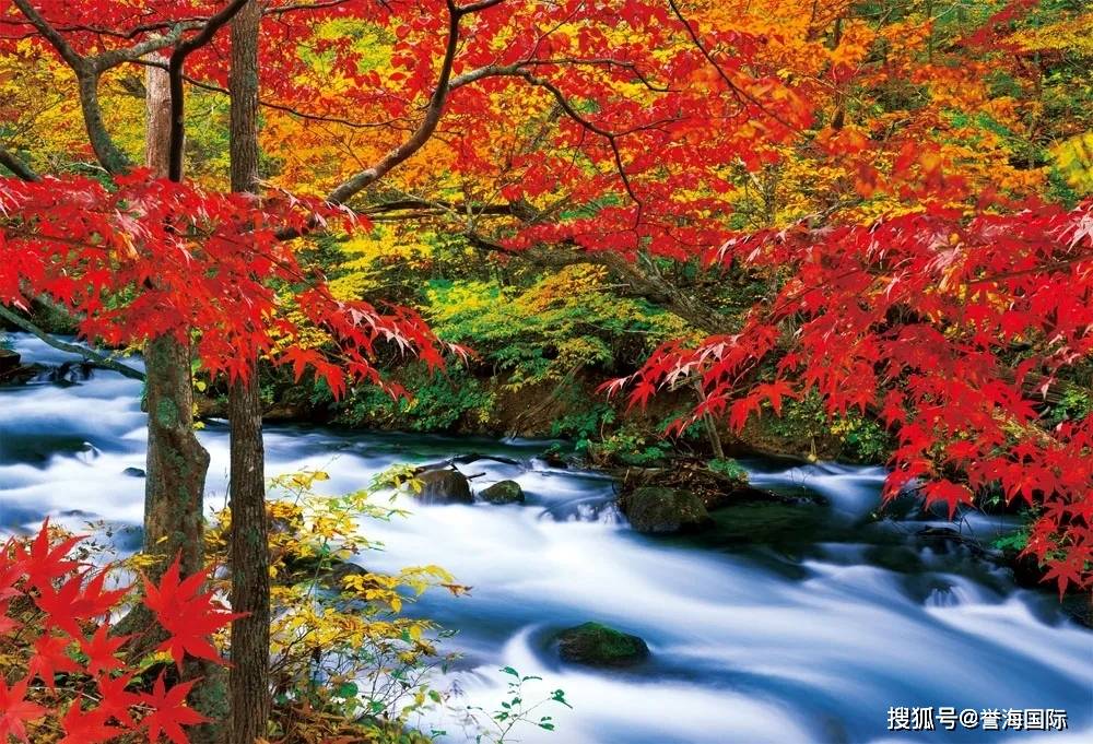 秋意渐浓,2020日本红叶银杏绽放!油画般的秋天打包送给你!