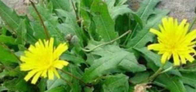 婆婆丁怎么吃效果最好 0cb42deea0bb45eda892630640a5bcce.jpeg