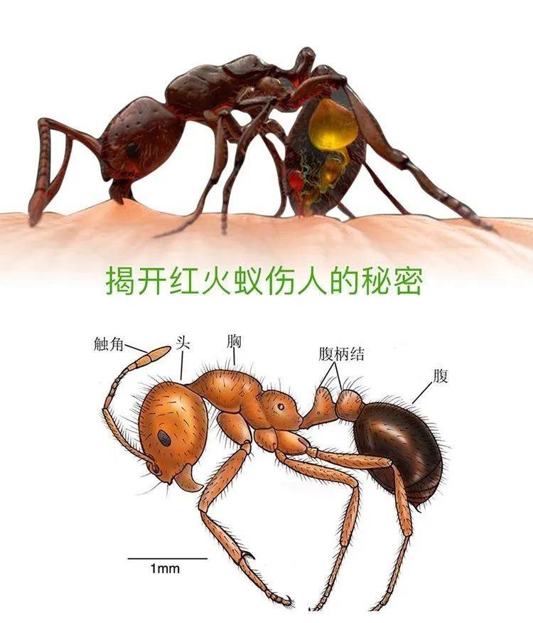 全省行动颤抖吧红火蚁