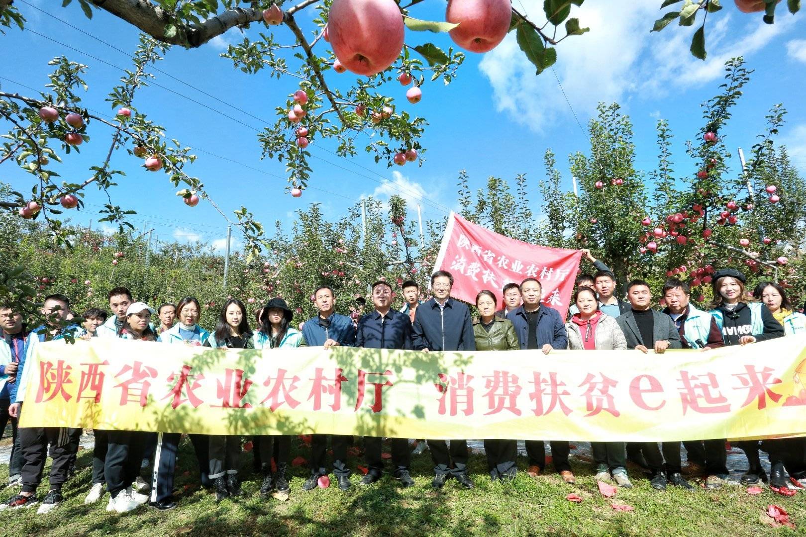 品牌|消费扶贫e起来丨主播带你进果园、看产业、选品牌 为延川苹果代言
