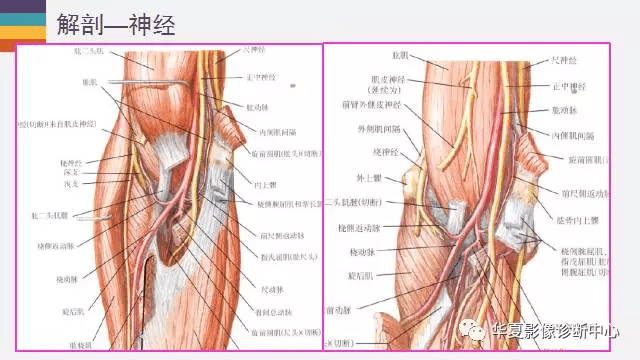 肘关节的解剖太详细了!