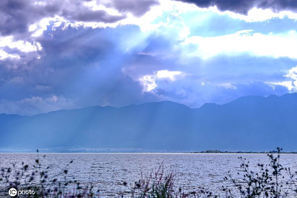 云南大理洱海又现海菜花 水净景美宛如画