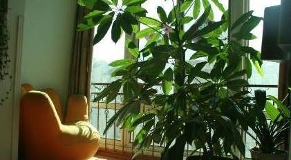 发财树花盆怎么选 7ee85da5df0145348f6260f42d4d08e0.jpeg