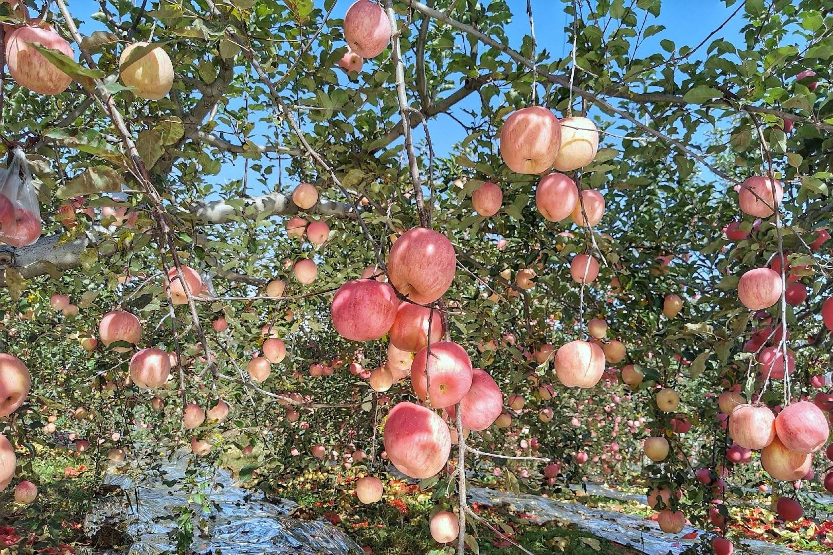 品牌|消费扶贫e起来丨主播带你进果园、看产业、选品牌 为延川苹果代言