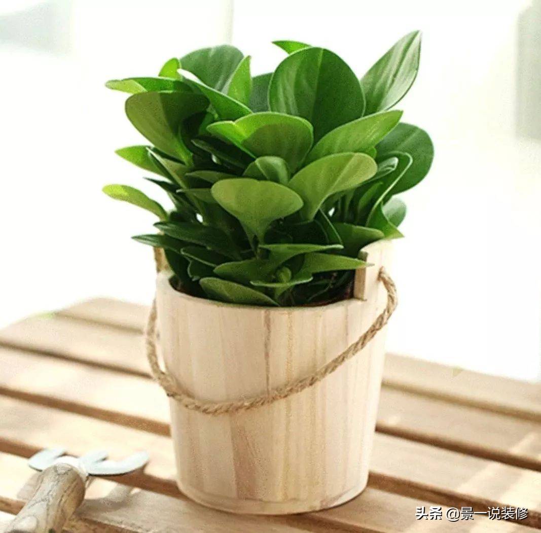 室内绿植推荐盆栽小盆 831da14957094d54929005cf44acf35b.jpeg