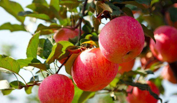 苹果怎么做美容养颜 855998db8f0d497f9539ec4c8a74536e.jpeg