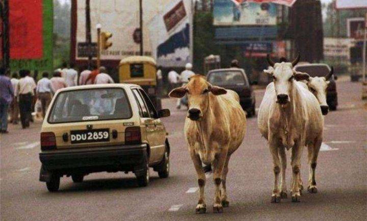 知识科普|牛粪做芯片？历史上的神奇发明不止这一个~