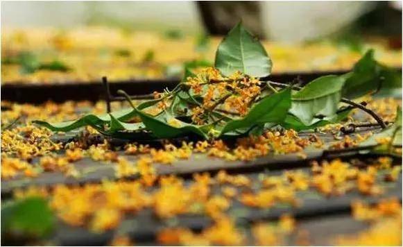 十里杭州,飘落的桂花雨