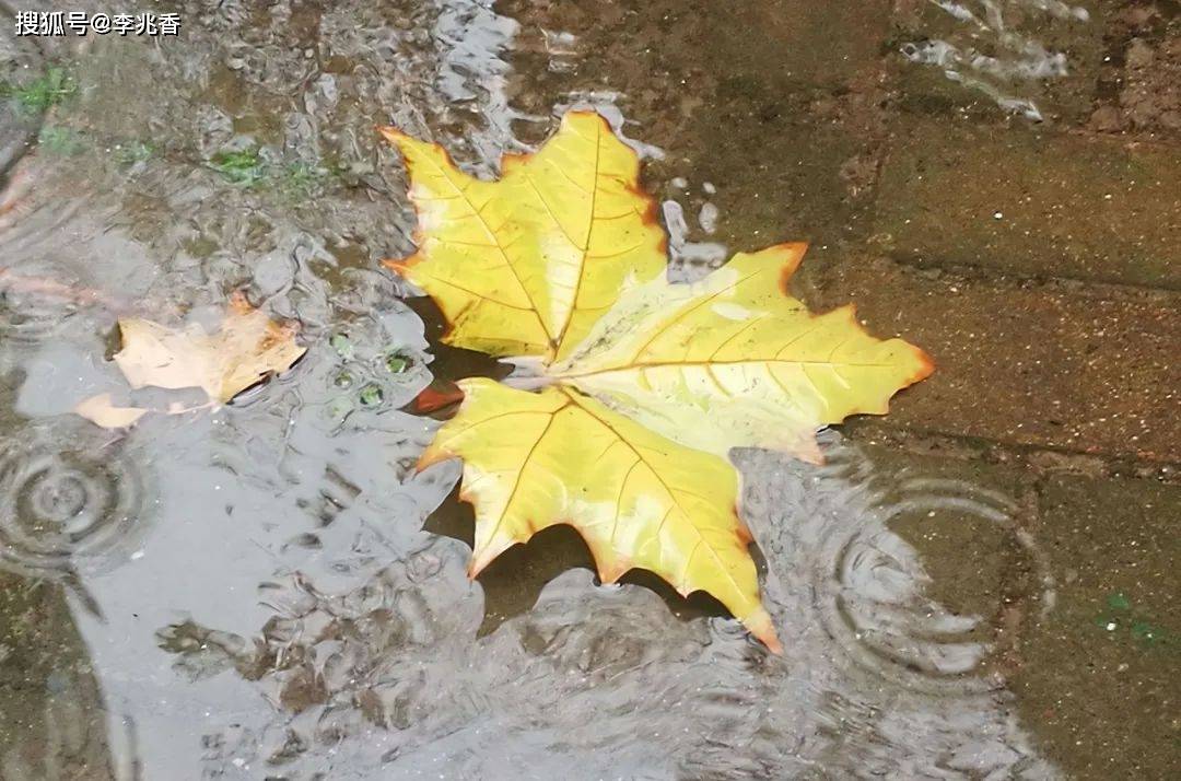 原创秋雨绵绵的唯美句子朋友圈,一场秋雨一场凉,天凉别忘添衣裳