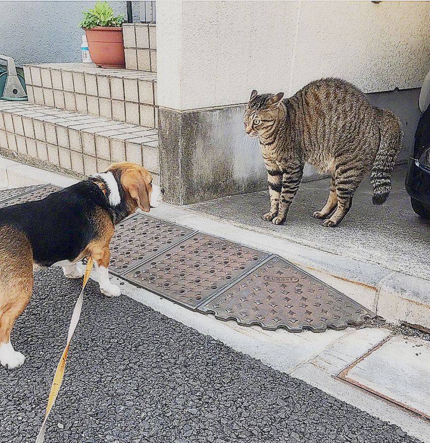 猫咪长了四只眼 这是杨戬养的猫吗 比杨戬还多只眼 眼睛