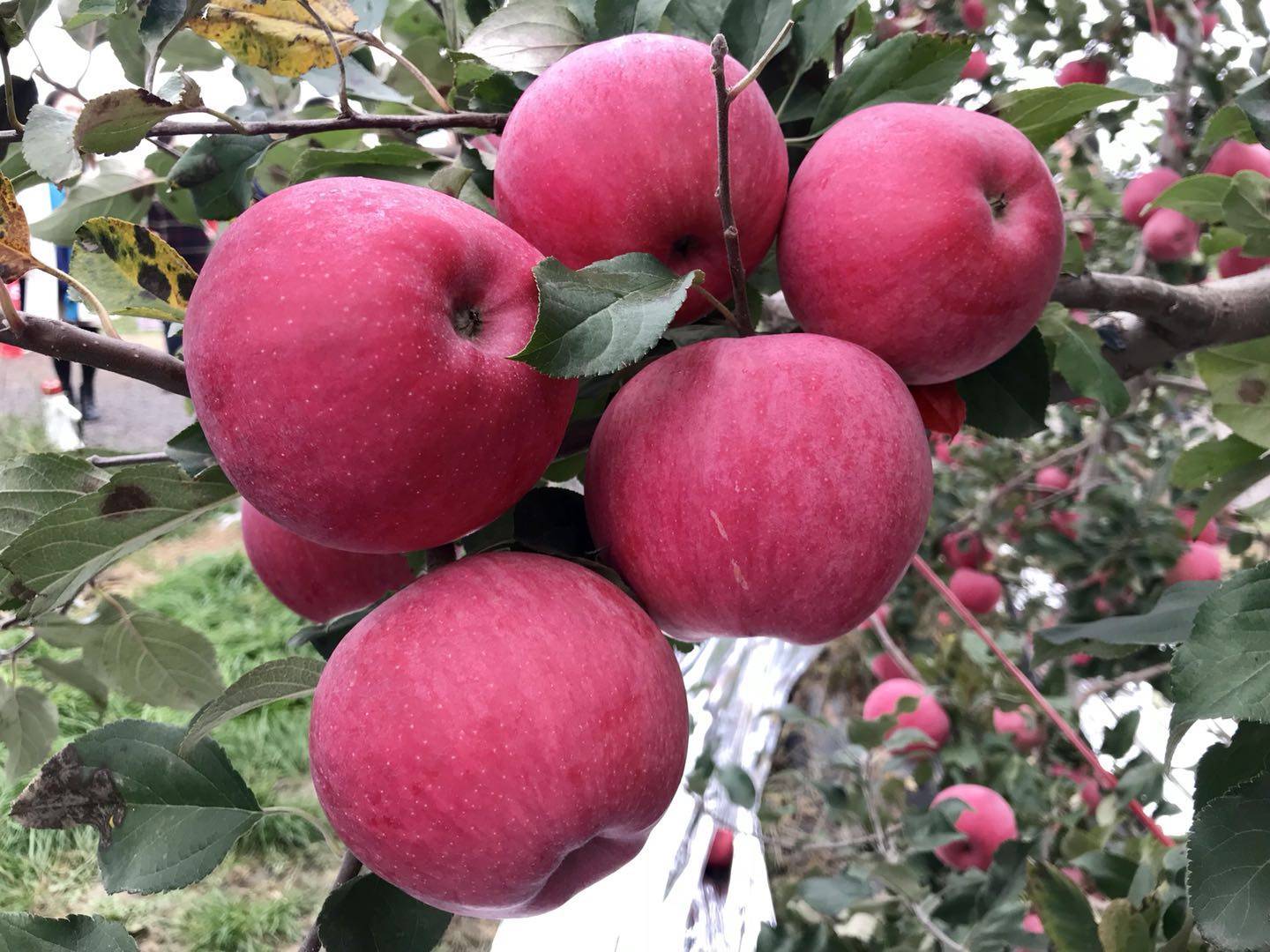 魅力|金秋送爽魅力果乡，白水苹果亿万人民的口福!