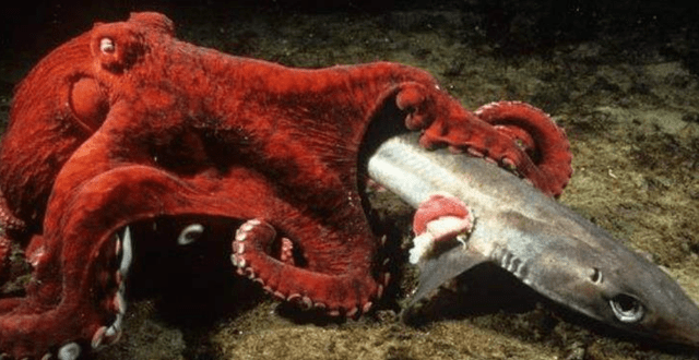 巨型章鱼大战鲨鱼海底霸王被活活吞噬镜头拍下精彩一幕