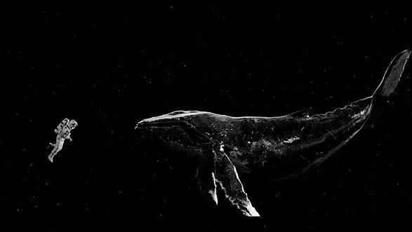 原创最孤独的鲸鱼和宇航员,为何两者可以相提并论