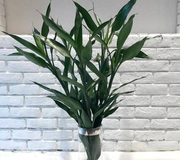 富贵竹几天可以生根 f86c946030ab432e8e0bffa5e5d1432c.jpeg