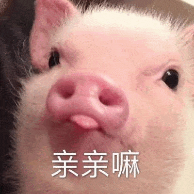 猪吃饭的表情包可爱 33bf203394ef4a07a186560797aff813.gif