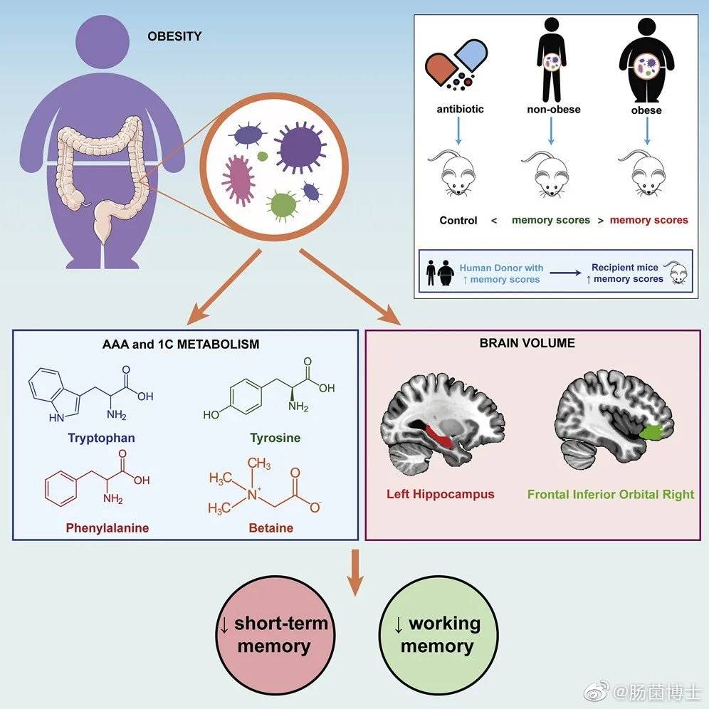 合理减肥的科学原理是什么_什么是合理膳食