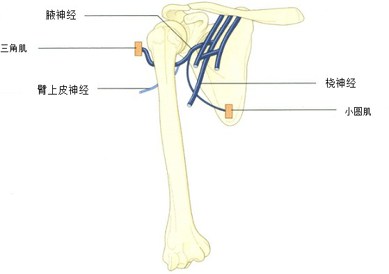 物理治疗师知晓的臂丛神经解剖及损伤表现