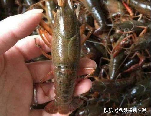怎么挑选小龙虾皮薄 f1592f0050004782b7060c5076faf07e.jpeg