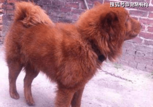 原创中华名犬,广东五红狗和广西笔尾灰犬,已濒临灭绝,急待拯救