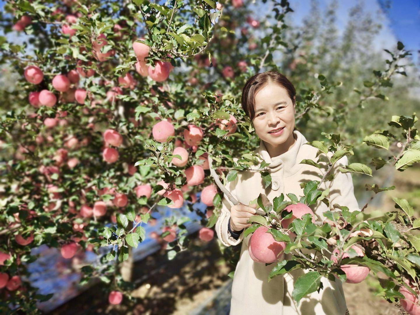 陕西果业|消费扶贫e起来 黄陵果业转型升级 跨出国门 走向国际市场