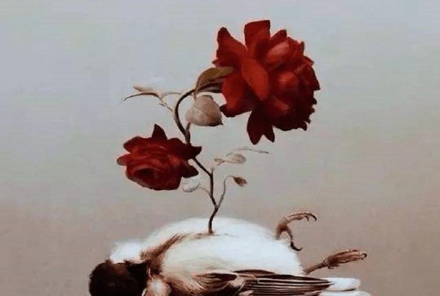 王尔德经典童话《夜莺与玫瑰》,教会我们爱情究竟是什么?