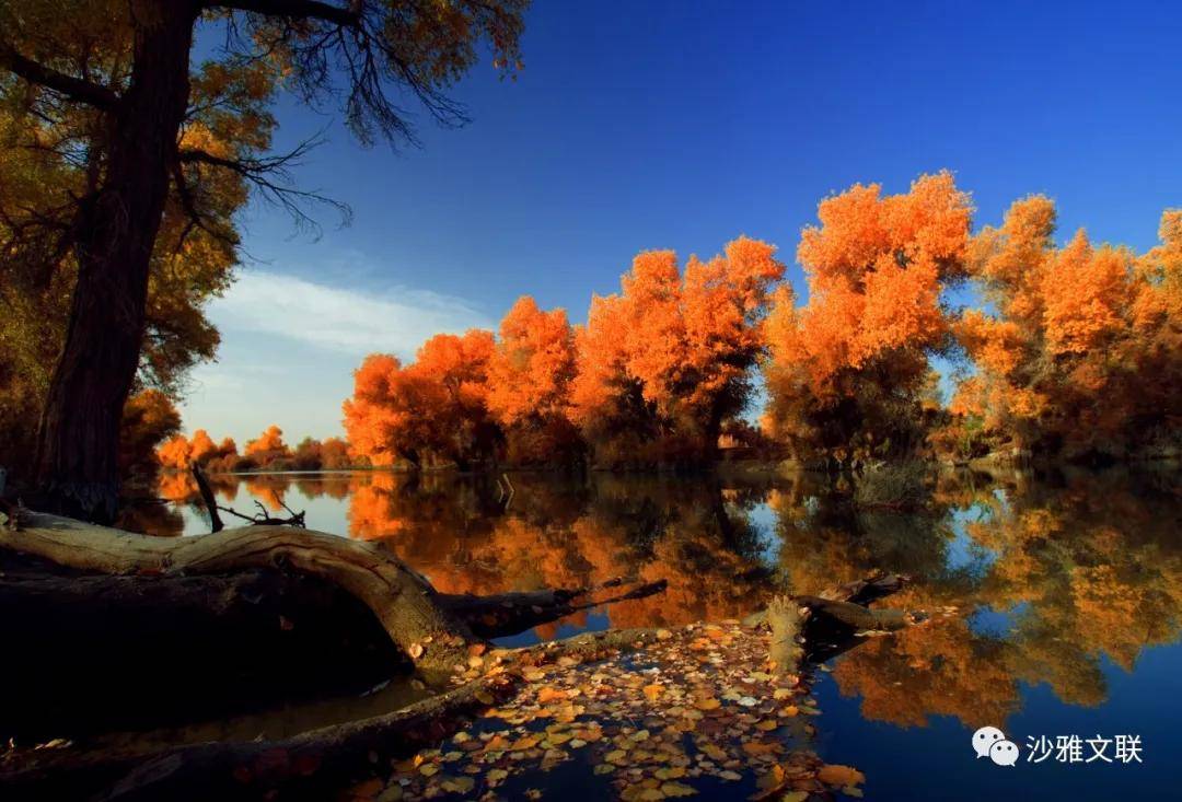 活动|沙雅十六万元摄影大奖等您拿！