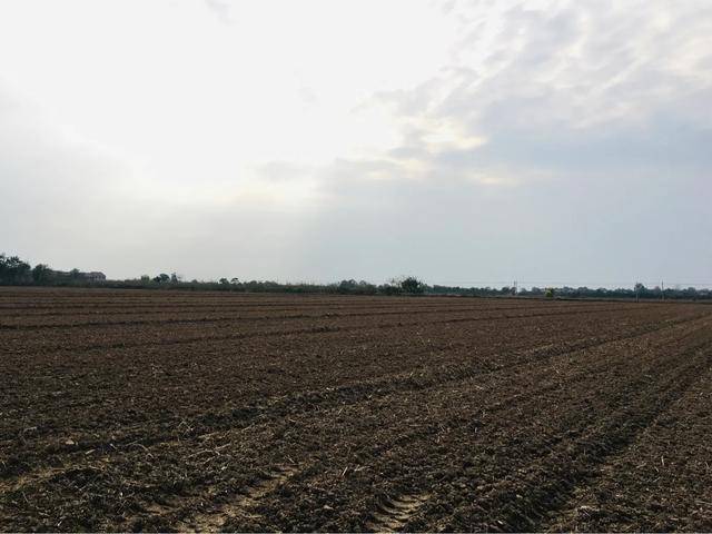 红富士|陕西乾县红富士苹果：产销两旺劲头足，红红火火又一年