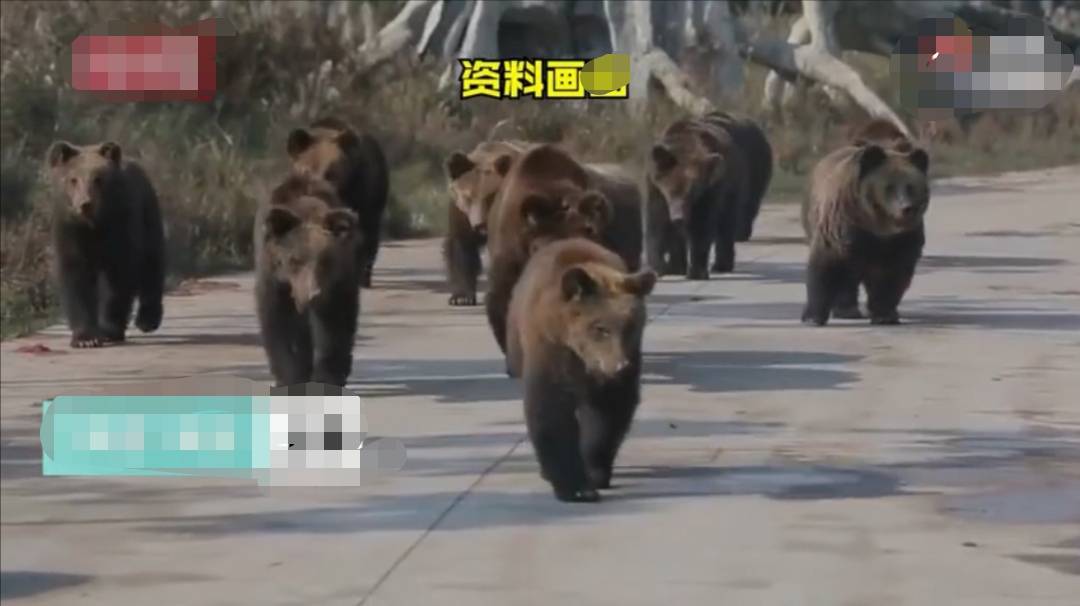 游客讲述上海野生动物园游览经历 熊扑过来喷出热气很吓人