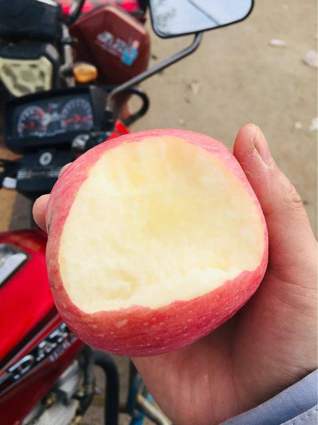 红富士|陕西乾县红富士苹果：产销两旺劲头足，红红火火又一年