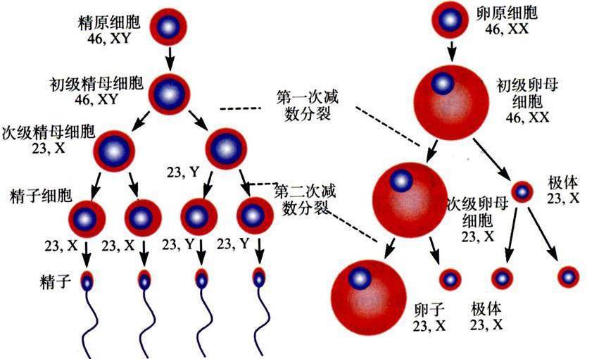 精原细胞就是生产精子的原材料,需要经过两次减数分裂才能形成精子