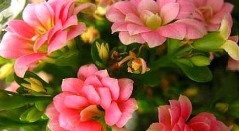 几月份扦插长寿花成活率高 bad1801348124899bee52c8953f0e7dc.jpeg