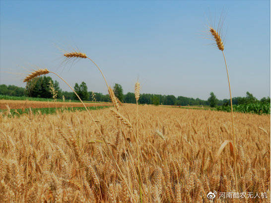 玉米行情今日玉米价格走势江苏 253bc5755a944213a20caac3f34f4c37.jpeg