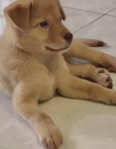 流浪狗|家长质疑学校里有流浪狗，校长却亲自为它们组织了一场演讲……