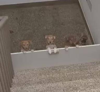 流浪狗|家长质疑学校里有流浪狗，校长却亲自为它们组织了一场演讲……