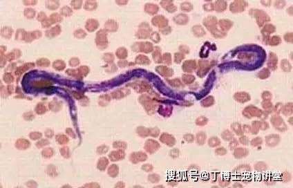 宠物讲堂丨秋季出行预防寄生虫疾病