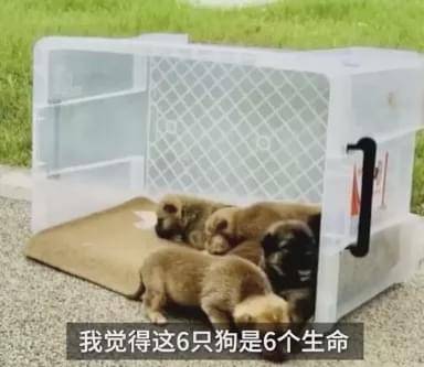 流浪狗|家长质疑学校里有流浪狗，校长却亲自为它们组织了一场演讲……