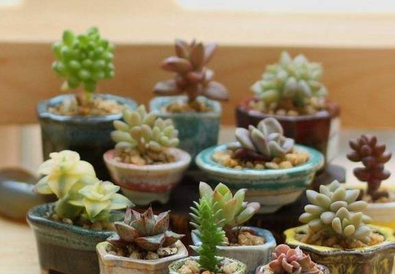 多肉小花盆放鱼缸 44044a1cbbf8436a9cedc75eb992a7fb.jpeg