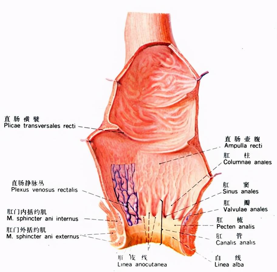 肛肠科那些事儿:杨大夫带你进入神秘的后门儿_直肠