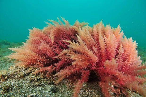 红海藻补钙效果怎么样
