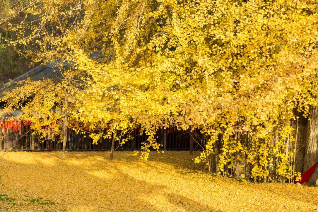 风吹落叶萧瑟图片 eee7c42df0f84b9c9851d830114ee463.jpeg