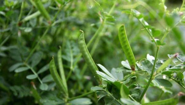 野豌豆,别名救荒野豌豆,马豆草,野绿豆,野菜豆,薇等,野豌豆自古就是