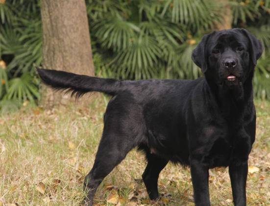 纯黑色拉布拉多犬有多么迷人?这5点特质让人"心驰神往