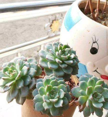 多肉怎么养才能养的又肥又漂亮 9d4a86e1b67946feb22c2d96901d20a4.jpeg