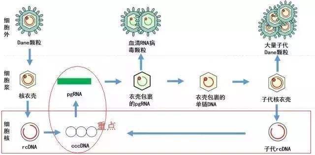 研究人员|乙肝深度测序，HBVRNA，反映cccDNA核心抗原转录活性