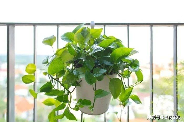 室内绿植大型绿植盆栽 09a3092830c04566b421ebd6ad01d77a.jpeg