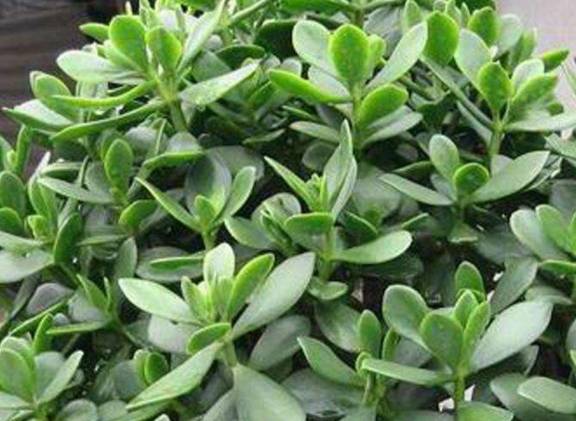 怎么养玉树才会开花 2e2a0e52057244a39e128bd010e4a27d.jpeg