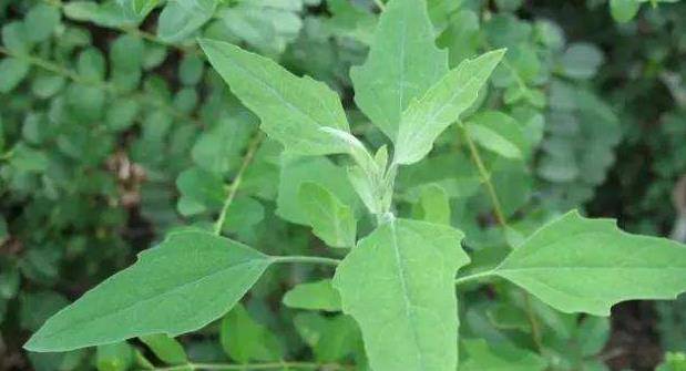 农村地头的野菜,拿来煮水吃,能生精血,益肾气,有